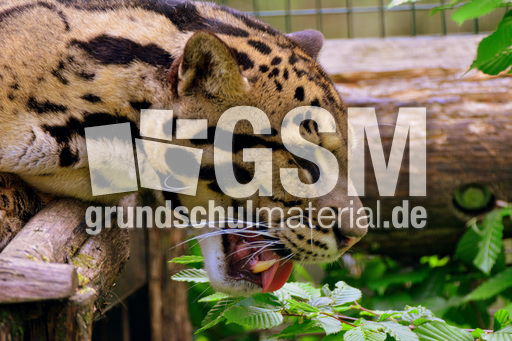 Nebelparder (12).jpg